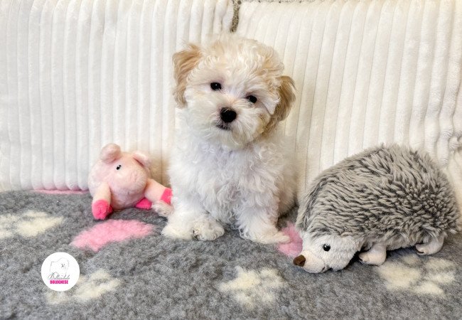 Prémium Bolognese kiskutya