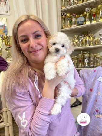 Prémium Bolognese kiskutya