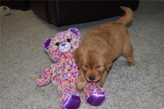 Golden Retriever kölykök