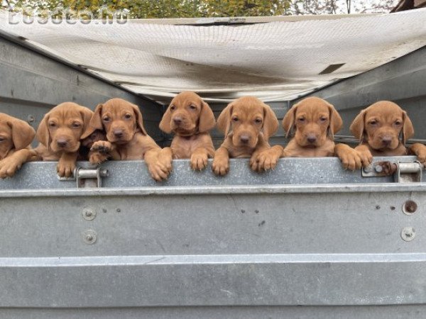 Simaszőrű magyar vizsla kölykök