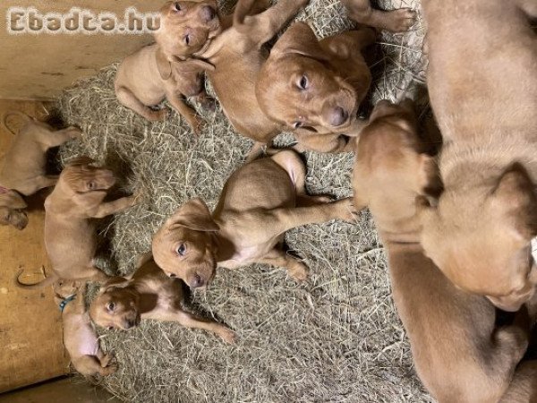 Simaszőrű magyar vizsla kölykök