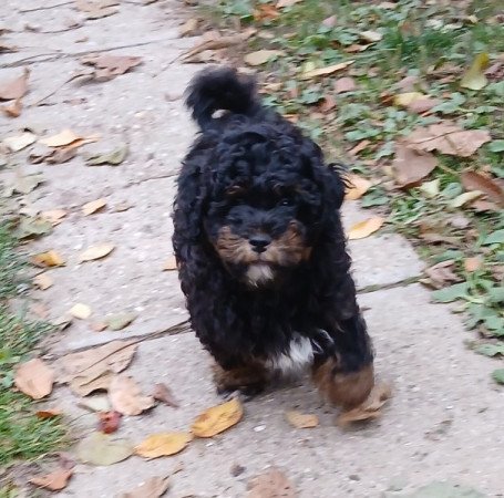 Bichon havanese/havapoo