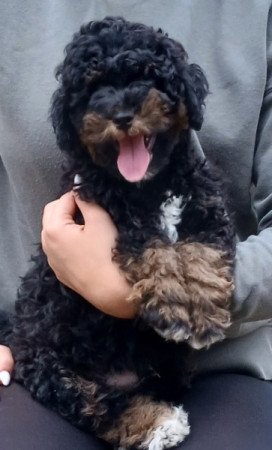 Bichon havanese/havapoo