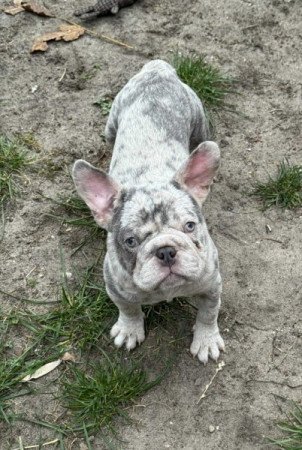 Francia Bulldog