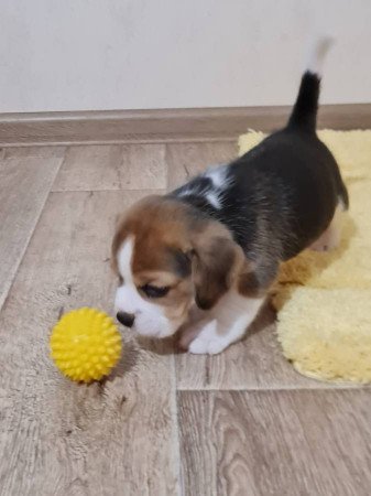 Beagle kölykök kaphatók