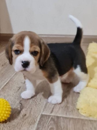 Beagle kölykök kaphatók