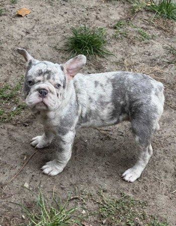 Francia Bulldog