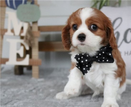 Cavalier King Charles spániel kölykök