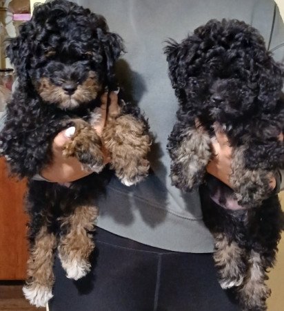 Bichon havanese/havapoo