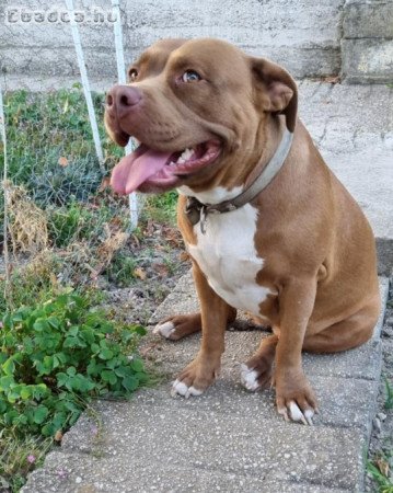amerikai pitbull szuka szerető családot keres