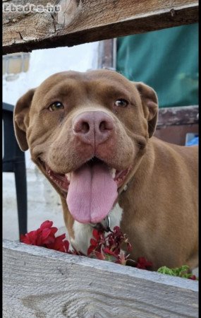 amerikai pitbull szuka szerető családot keres