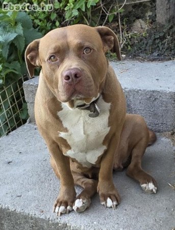amerikai pitbull szuka szerető családot keres