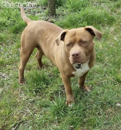 amerikai pitbull szuka szerető családot keres