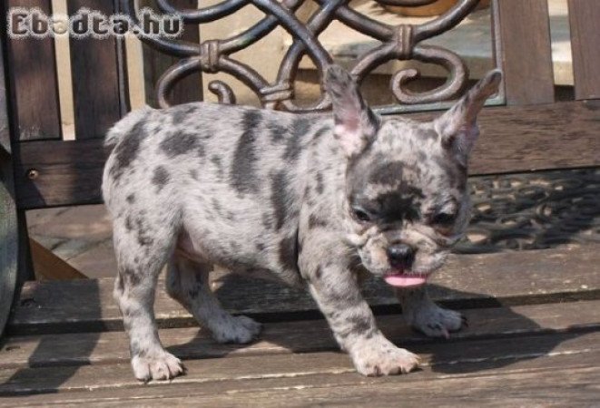 Imádnivaló francia bulldog kölykök keresnek ú