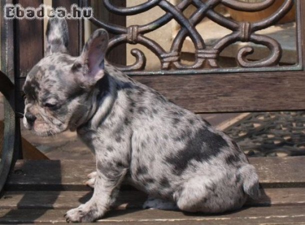 Imádnivaló francia bulldog kölykök keresnek ú