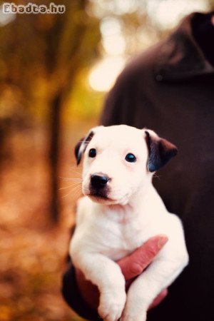 Parson russel terrier