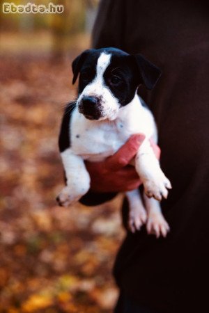 Parson russel terrier
