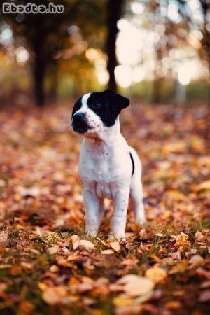 Parson russel terrier