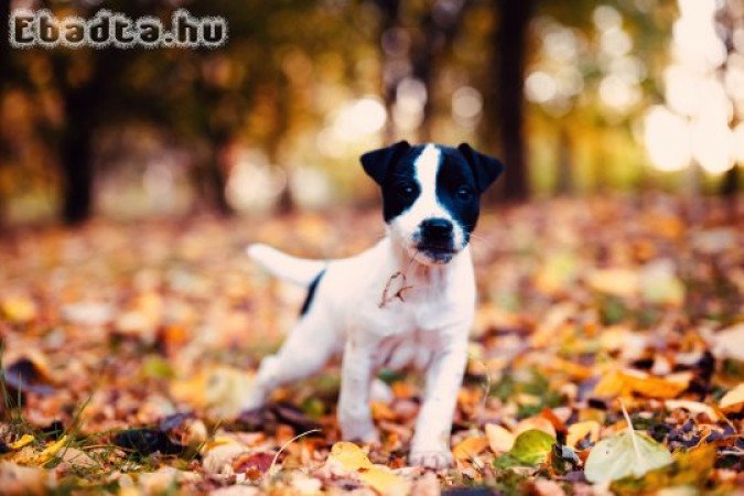 Parson russel terrier