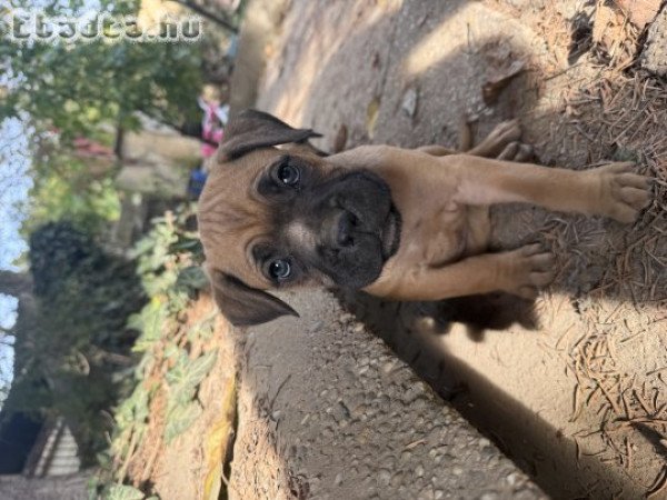 Cane corso fajtajellegű kiskutyák