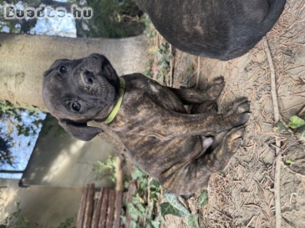 Cane corso fajtajellegű kiskutyák