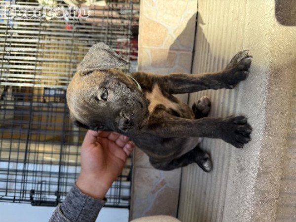 Cane corso fajtajellegű kiskutyák