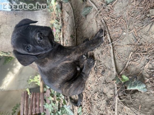 Cane corso fajtajellegű kiskutyák