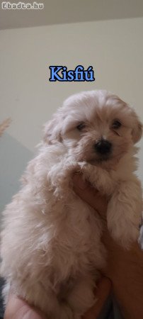 Bichon havanese