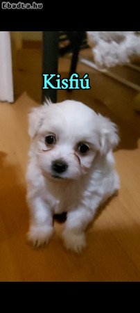 Bichon havanese