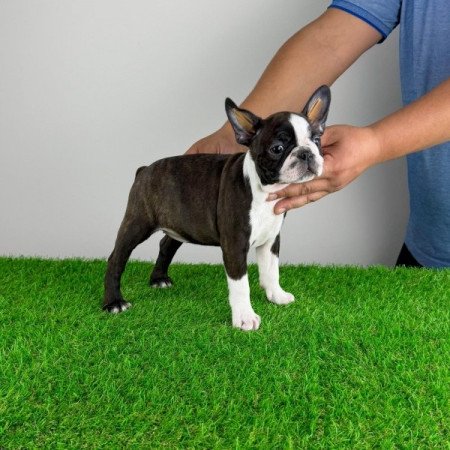 Boston terrier