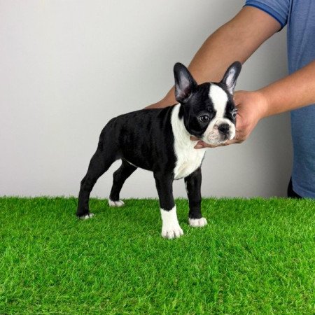 Boston terrier