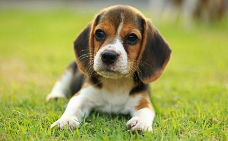 Beagle