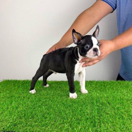 Boston terrier