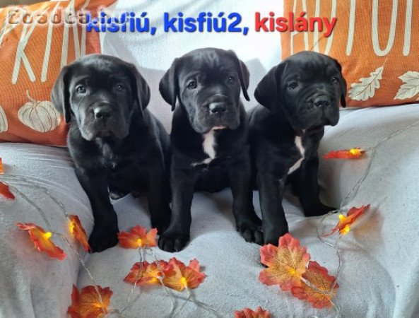 Eladó fajtatiszta Cane Corso kölykök