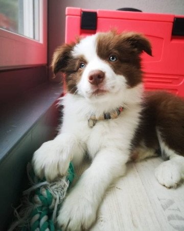 Border Collie