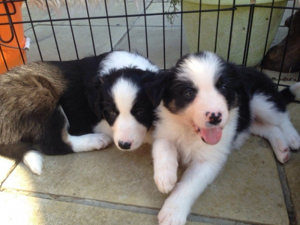 Border Collie