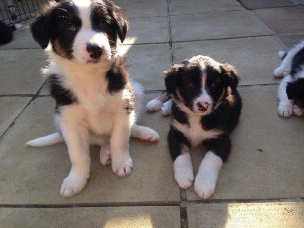 Border Collie