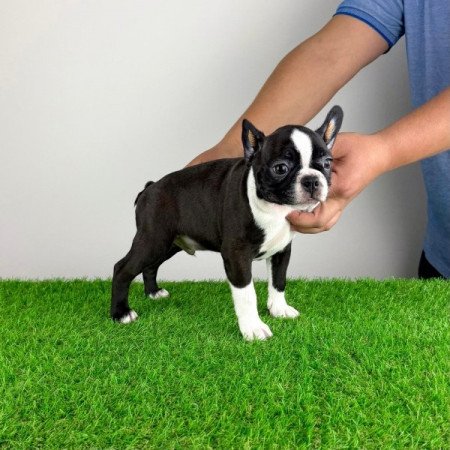 Boston terrier