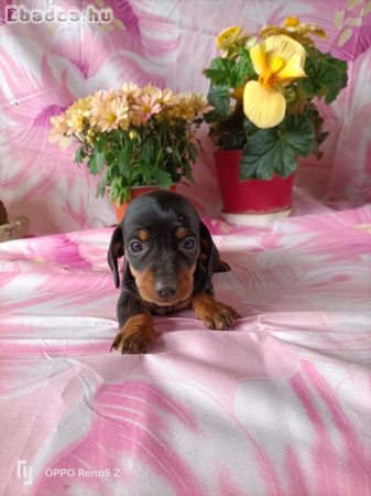 Fajtiszta Tacskó kiskutyák