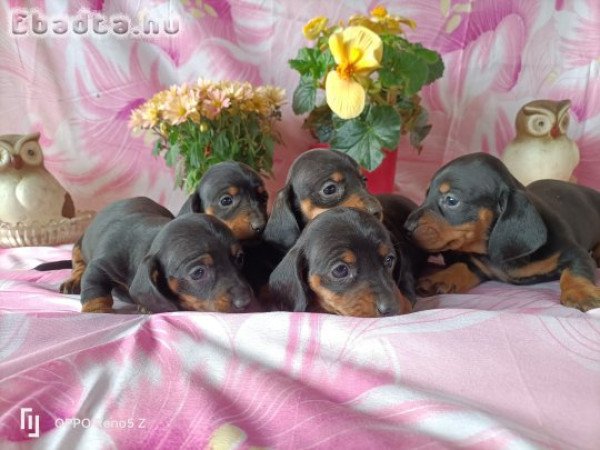 Fajtiszta Tacskó kiskutyák