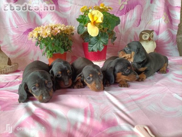 Fajtiszta Tacskó kiskutyák