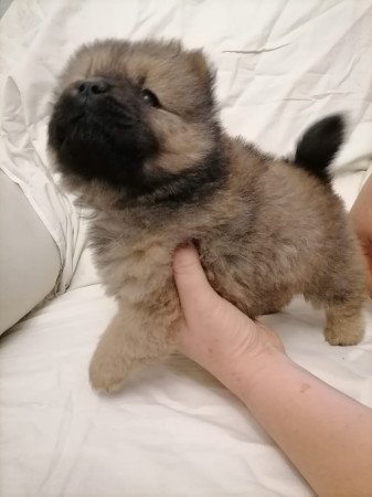 Chow Chow vörös babák