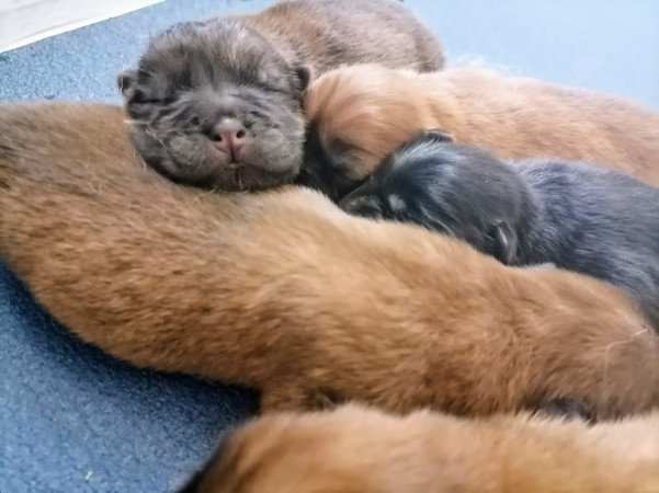 Chow Chow vörös babák