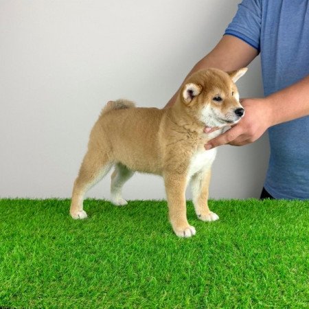 Shiba Inu