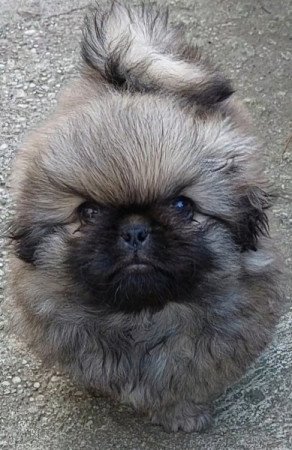 Pekingi palotapincsi