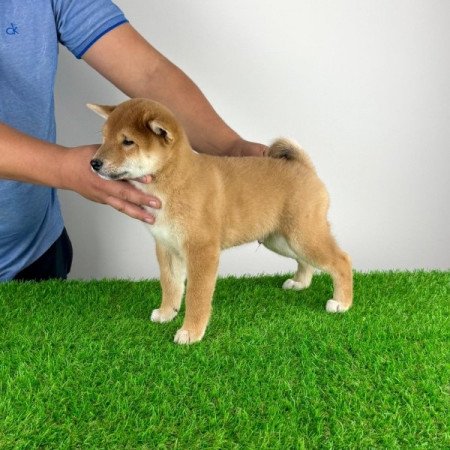 Shiba Inu