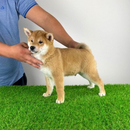 Shiba Inu