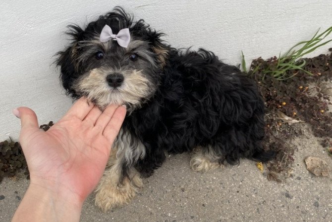 Bichon havanese