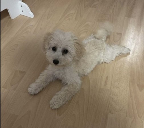 Maltipoo maltai selymszoru + törpe uszkar