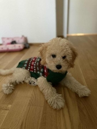 Maltipoo maltai selyem es torpe uszkar